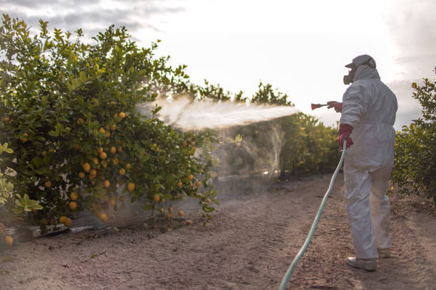 Trusted New Deal, TX Pest Control Experts