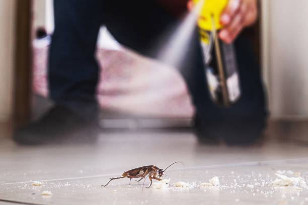 Best Rodent Control Near Me  in New Deal, TX